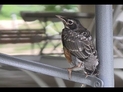 Finding a Fledgling Robin