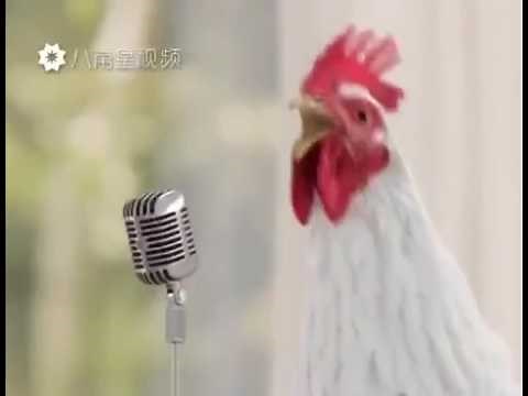 Des poules qui chante