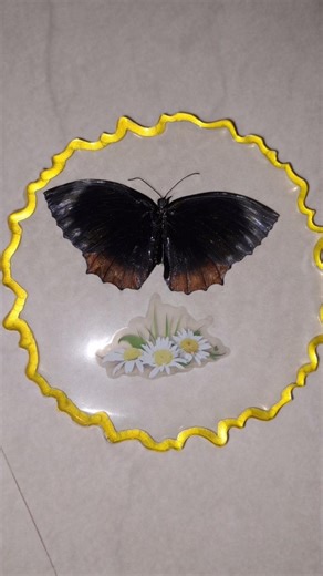 butterfly preservation with resin/ resin art #easycraft