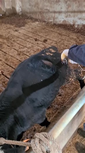 Büyük Çiftlikler ve Hayvancılık Üzerine