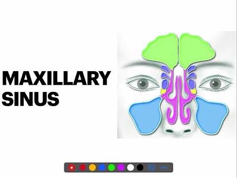 Maxillary sinus (anatomy & Histology)