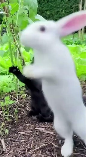 An Astonished Cat Witnesses a Rabbit's Binky