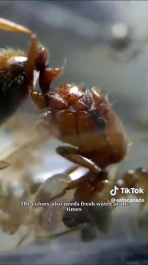 Understanding Ant Diets: What Do Ants Eat?
