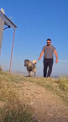 AZ KALDI BİZİDE HARCIYORDU KERATA UCUZ KURTULDUK #reels #kangaldogs #fypviral #keşfet | Hüseyin Yildiz Kangallari.