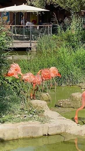 Craziest flamingo fight