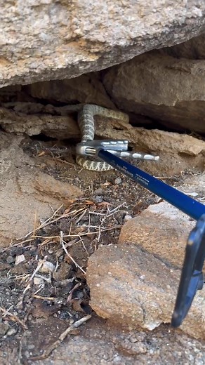 17K views · 271 reactions | Releasing a pretty Southwestern Speckled Rattlesnake to suitable microhabitat within its estimated home range in south Phoenix. These specialist snakes need certain habitat, and can't be just dumped anywhere. *cough fire department snake relocations cough* | Rattlesnake Solutions | Facebook