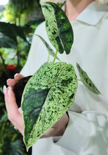 New plants are now in stock and live on our website. this reel is a quick look at some of the latest arrivals. quantities are limited and many of these plants are unique and sought after, so get yours before they are all gone! Browse what’s new online and see the whole collection. #newplants #plantsinstock #houseplants #houseplantscanada #plantshop #onlineplantshop #buyplants #plantstore #plantlovers #plantcommunity #canadaplants #plantsmakepeoplehappy