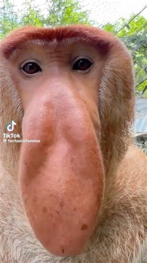 The Sound Of Proboscis Monkey #monkey #animals #funny #nature #zoo