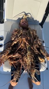 What an extra day of mini lobster season looks like in Florida! 🦞🤯 Florida crew, pop into your local West Marine to grab the gear you need to get the job done. 💪 #lobsterseason #miniseason @ capt.ryanharrington via Instagram | West Marine