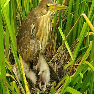 22 reactions · 3 comments | How to see bird feeding baby birds | Animals | Facebook