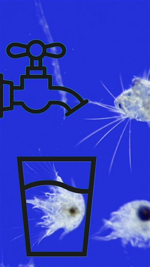 18K views · 31 reactions | Is New York City’s water filled with tiny crustaceans? Here’s where they come from. 戀 | NowThis Earth | Facebook