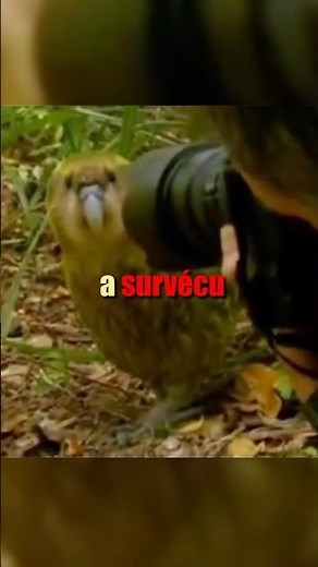 The Kakapo = the rarest bird in the world #animals #unusual #animals #interestingfacts #nature
