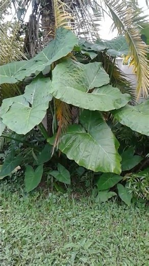 Large Green Leaf plants in the Dougherty Garden #large leaf