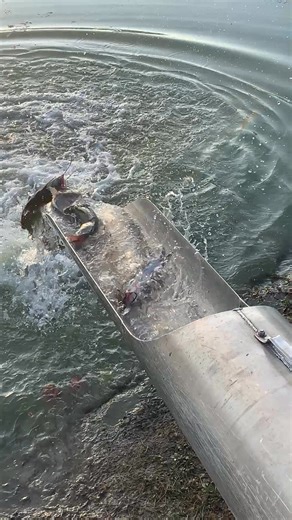 Stock truck just dropped 400 lbs of channels split between two spots on the lake! Clip of the 2nd tank here. It’s a gorgeous day so come fish with us! | Spencer Pay Lake