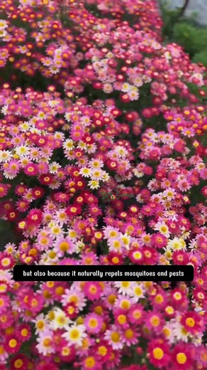 62K views · 754 reactions | 90 percent of gardeners choose to grow Pyrethrum Daisy seeds | Dodo Garden | Facebook