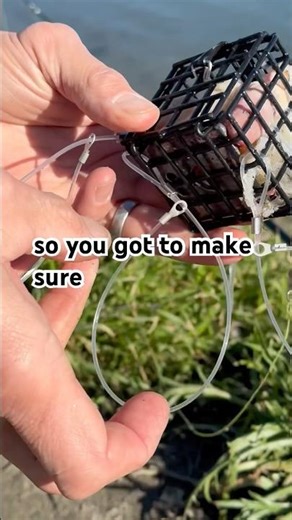 Crab snaring 101 #crabbing #crab #dungenesscrab #fishing #fishingtips #coastlife #outdoortips