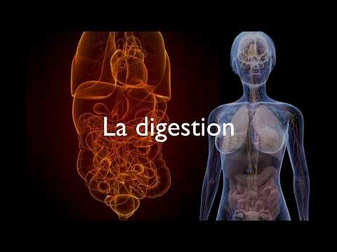 Digestion