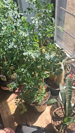 Repotting Rue Plant