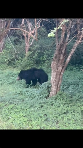 A rare moment deep in the forest — a Sri Lankan Sloth Bear moves quietly beneath the thick canopy.Mostly active during dawn and dusk, these shy bears rely on dense cover as they forage for termites, ants, fruits, and honey.Despite their powerful build, sloth bears prefer to avoid humans, making sightings like this truly unforgettable.An important part of Sri Lanka’s wild heritage, they remind us how rich and fragile our forests are.📍Captured in the wild | 🎥 WildLens.🐻🌳🌿🐻 #WildLens#SlothBea