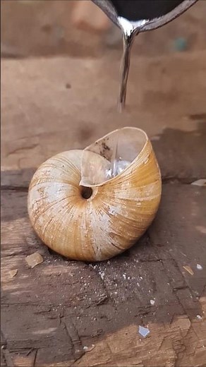 Aluminum snail shell casting art. #Shorts #viralvideos #reels #canndy