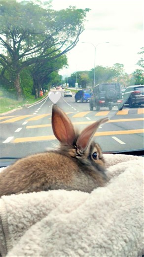 my bunny going to doctor 🤍 she get hurts 🤕 in her leg #rabbit #rabbits #baby #bunny