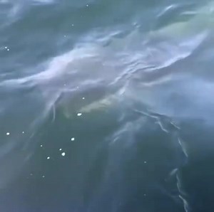 How's the size of this shark | On The Deck - Footage from Australia's Commercial Fisherman
