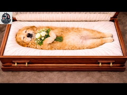 Goodbye, dear Ruby! top best dog training techniques.