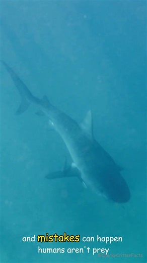 Are Tiger Sharks Actually Dangerous?