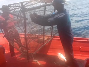 The most amazing grouper traps | Fishing Videos