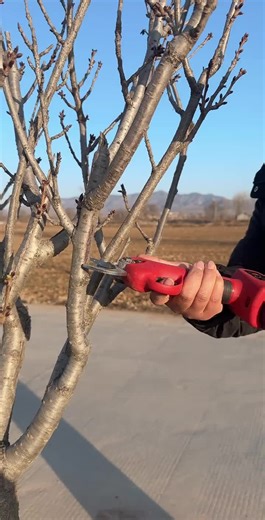 winter pruning shears for more growth #tiktok #viral #shorts