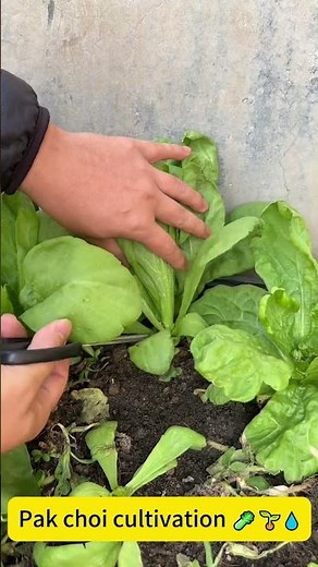 Pak choi cultivation 🥬🌱💧