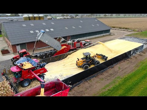 Combining Corn and making of Corn Cob Mix (CCM) | CASE IH 8250 | 650hp Stade grinding mill | Rovers