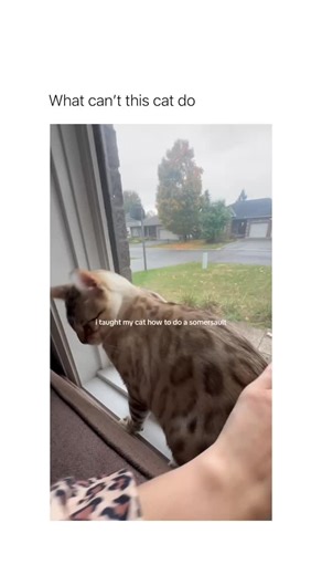 Betch | DO A FLIP (via: @mowglimccleary) | Instagram