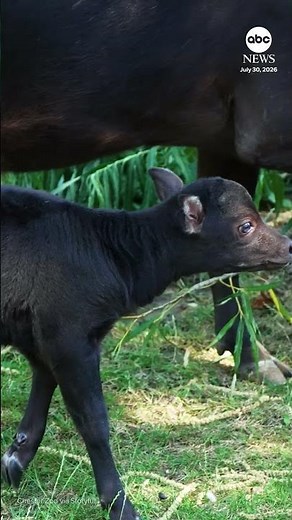World's smallest buffalo born at UK zoo