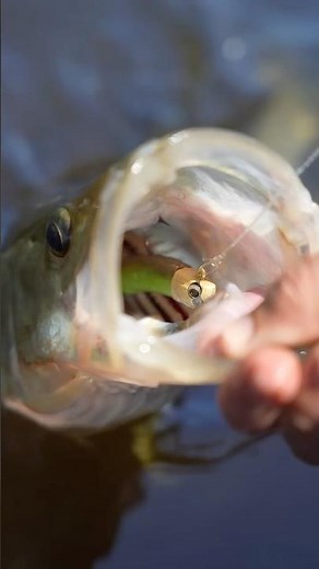 Snook SLAMS Handmade Baits: NLBN