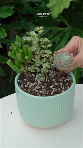 How to Plant a Beautiful Succulent Bowl Arrangement