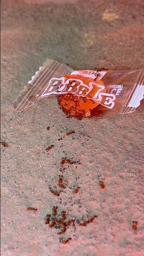 Ant vs BubbleCandy Ep1 #AntMacroZone #ants #macrovideography #antcolony #AntVsCandy #macronature