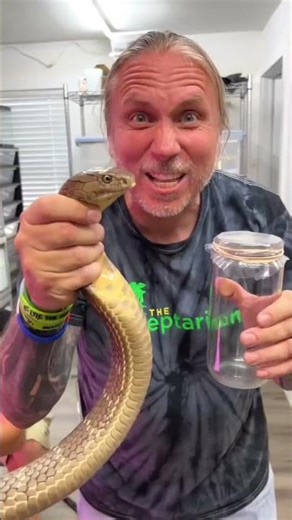 What's the difference between python andanaconda !! #reels#fblifestyle #viral #facts #snake