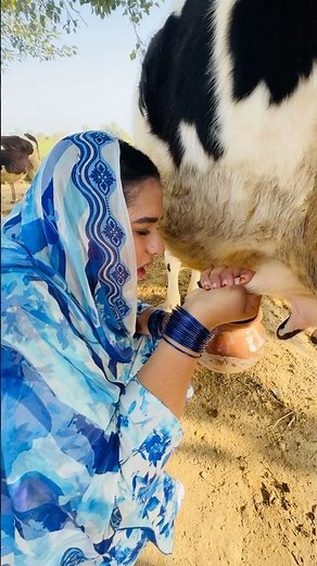 Village girl drinking milk directly from cow | traditional village life Punjab Pakistan