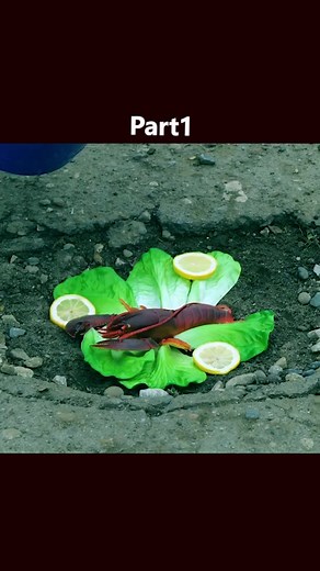 Creating a Unique Lobster Habitat Indoors