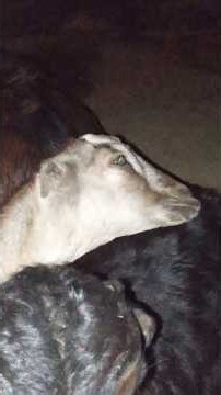 Two Baby Goats Sleeping — A Peaceful & Beautiful Moment