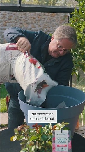 Preparing a potted rose bush 🌹 (balcony or terrace) - Truffaut