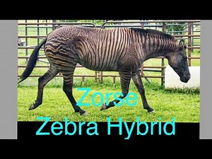 Zorse - Zebra Hybrid - MayZee - Rarity Acres - Zebra Hybrids- Rare Animals