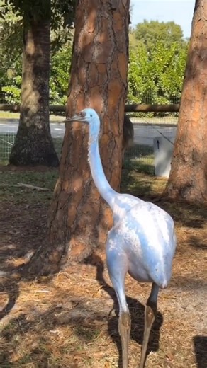 ఇలాంటీ పక్షిని మీరు ఎప్పుడూ చూసి ఉండరు!