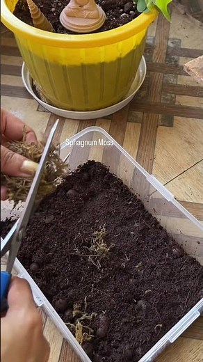 Easy Method to Grow Sphagnum Moss at home.