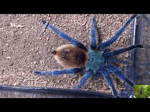 Our Small Greenbottle Blue Tarantula In Her New Habitat (Chromatopelma cyaneopubescens)