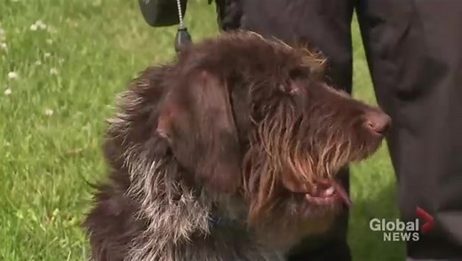 Rescued dog in Whitby now needs new home