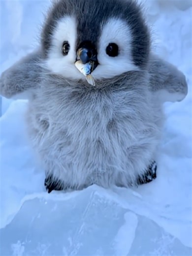 Cute stunts shown up by penguin 🐧 I love my baby #cutebaby #fluffy #penguin #cute #foryoupage