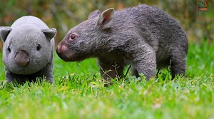 3.6K reactions · 683 shares | CUTEST BABY WOMBAT EVER - Meet Poppy!  | Australian Reptile Park | Facebook