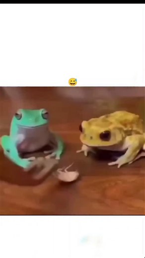 Creative Max on Instagram: "This post highlights a 285K-view wildlife moment that proves frogs aren’t as passive as they seem. In the clip, a yellow frog swiftly snatches a bug while a blue frog reacts with visible displeasure—subtle body language turning a simple feeding scene into a surprisingly expressive interaction. The short-form format capitalizes on micro-drama and relatable “personality” framing, transforming natural feeding behavior into a scroll-stopping narrative. Viewers are drawn i